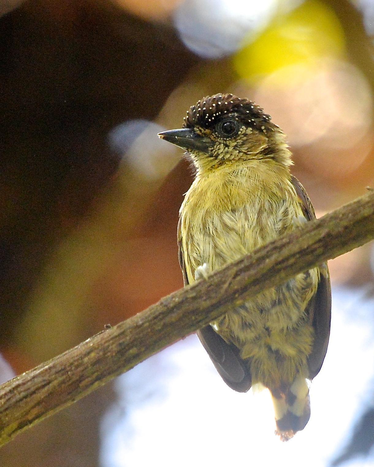Olivaceous Piculet Photo by Gerald Friesen