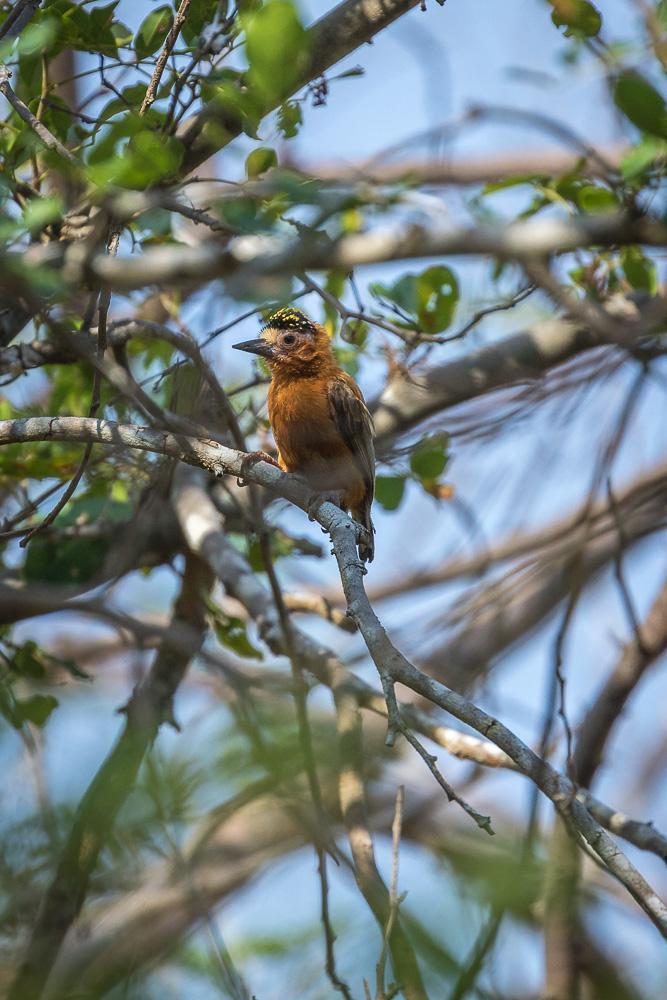 Chestnut Piculet Photo by Rolf Simonsson