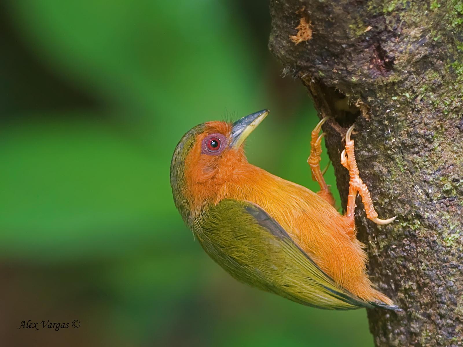 Rufous Piculet Photo by Alex Vargas