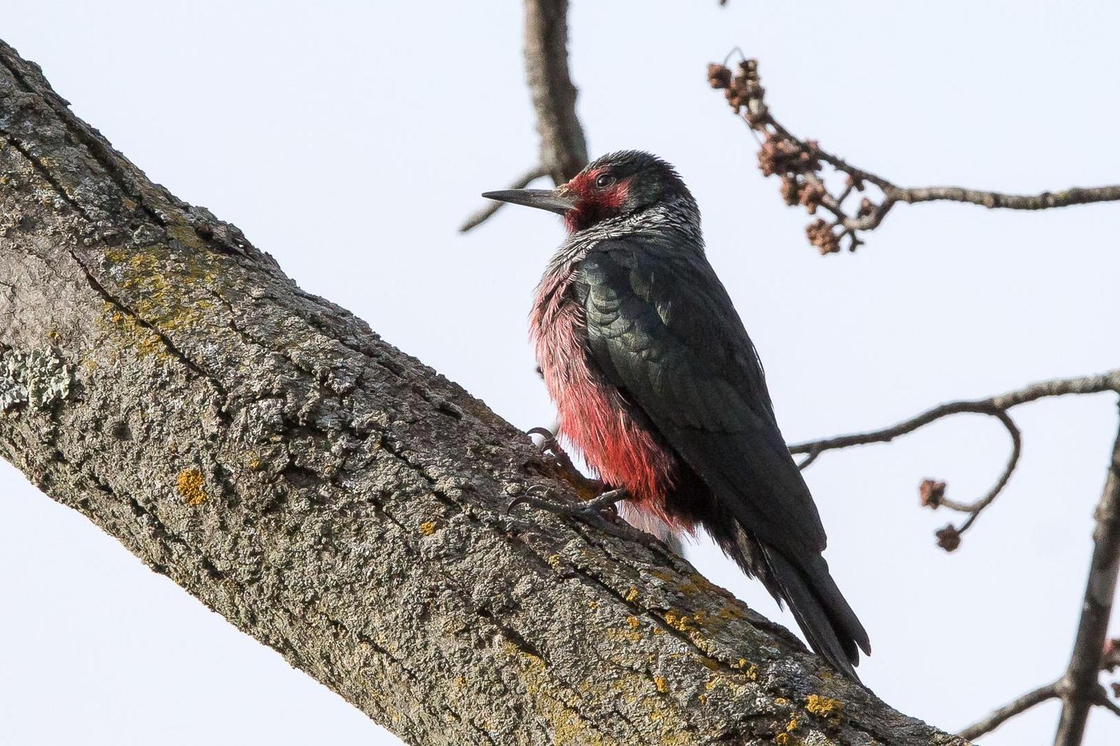 Lewis's Woodpecker Photo by Gerald Hoekstra