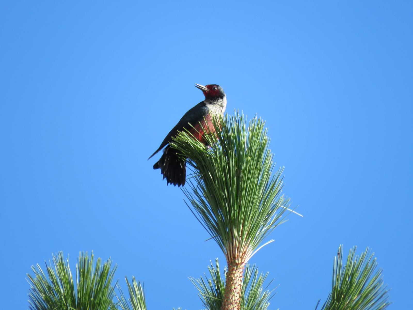Lewis's Woodpecker Photo by Nolan Keyes