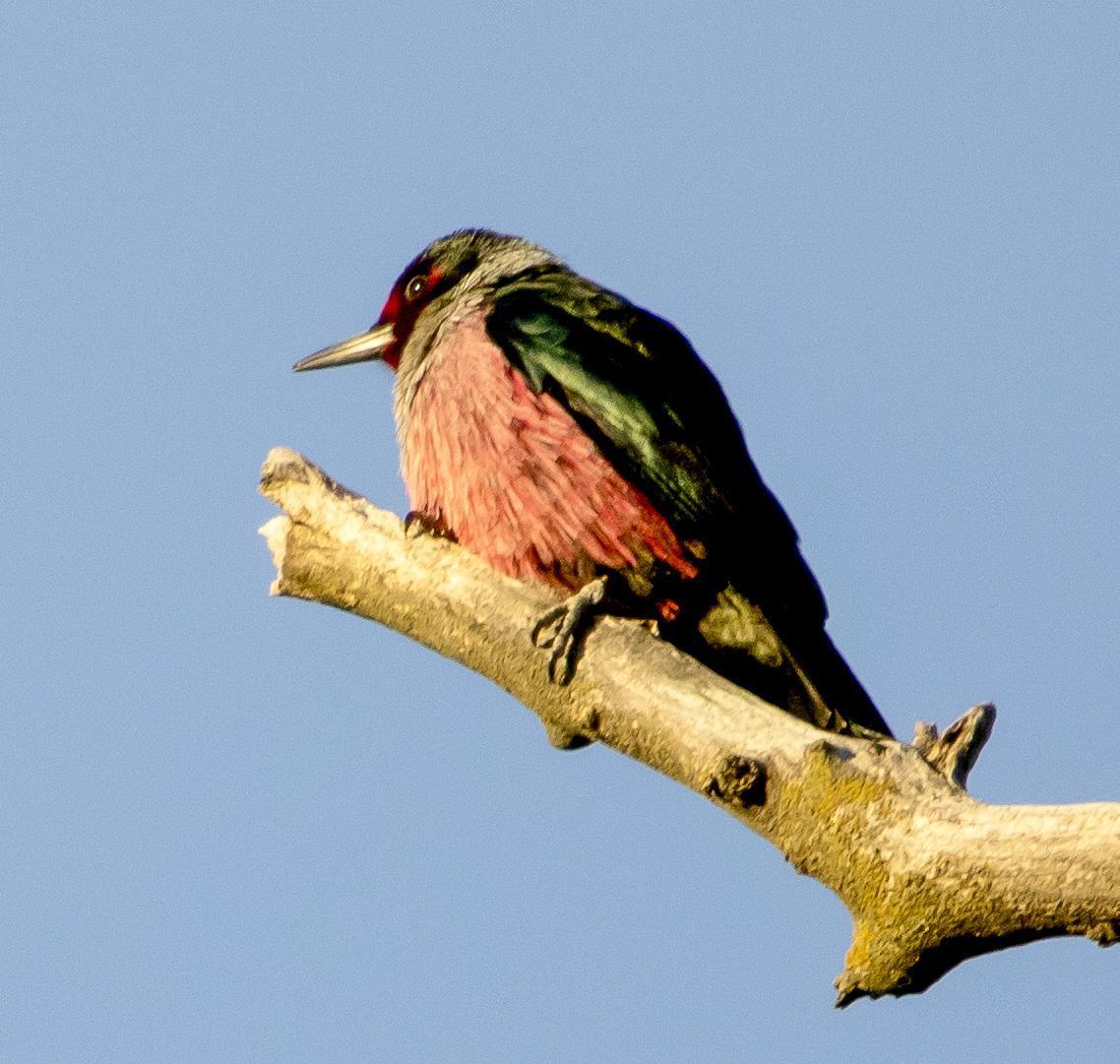 Lewis's Woodpecker Photo by Tom Gannon