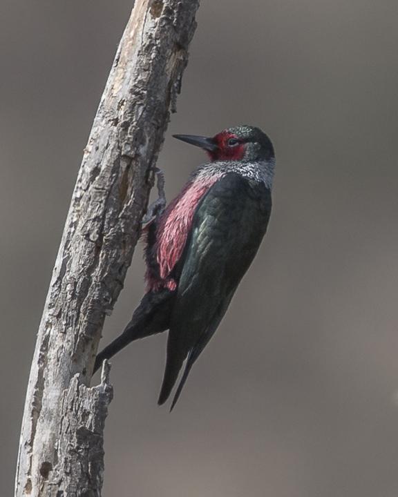 Lewis's Woodpecker Photo by Anthony Gliozzo
