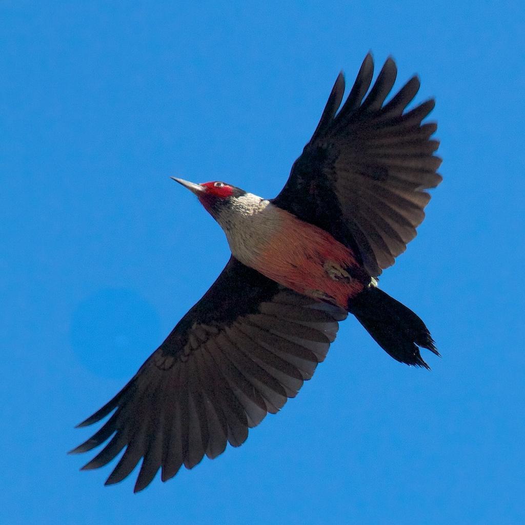 Lewis's Woodpecker Photo by Ed Harper