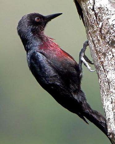 Guadeloupe Woodpecker Photo by Anthony Levesque