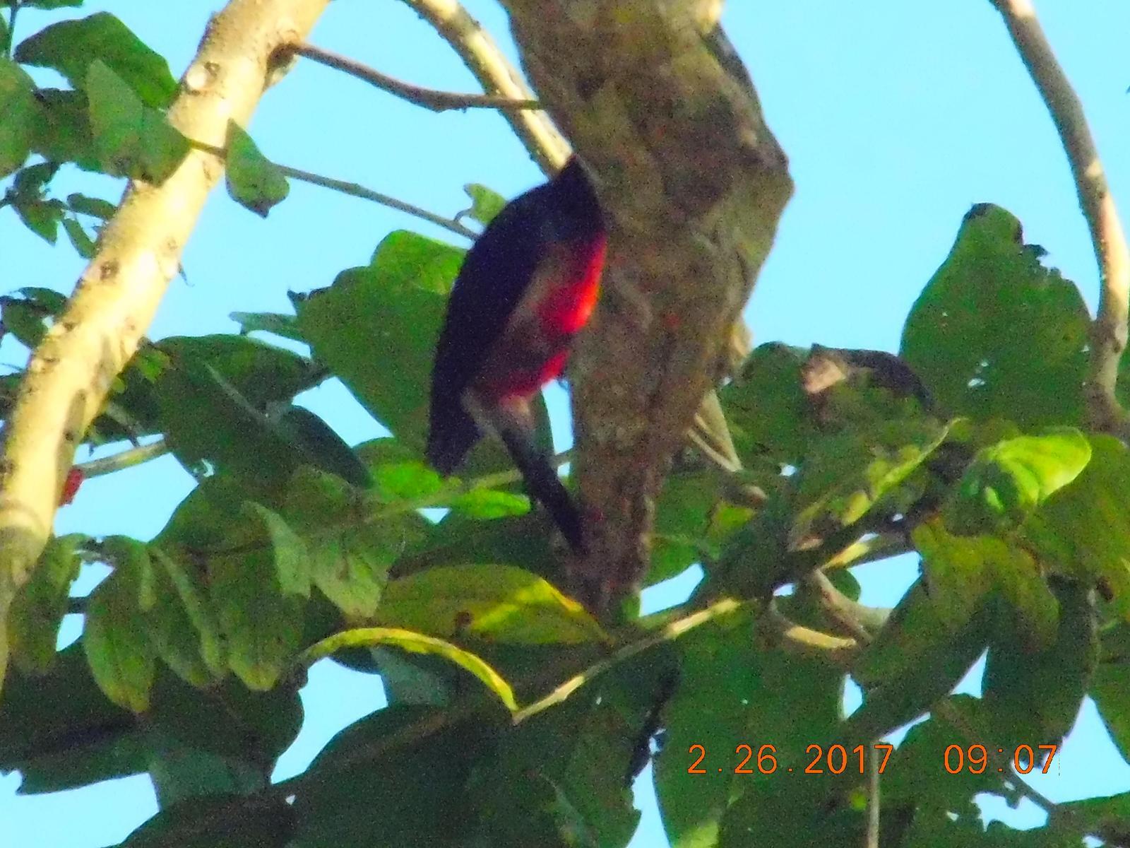 Puerto Rican Woodpecker Photo by Maria Cruz- Roldan