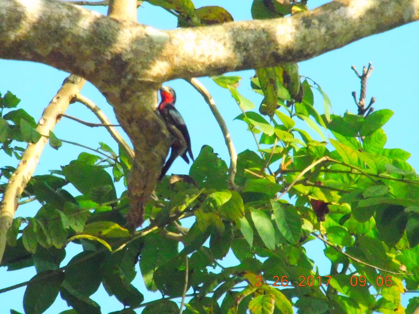 Puerto Rican Woodpecker Photo by Maria Cruz- Roldan