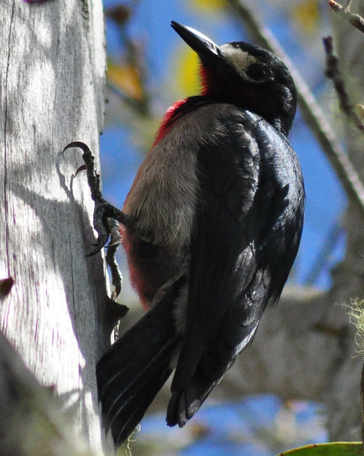Puerto Rican Woodpecker Photo by Kyle Kittelberger
