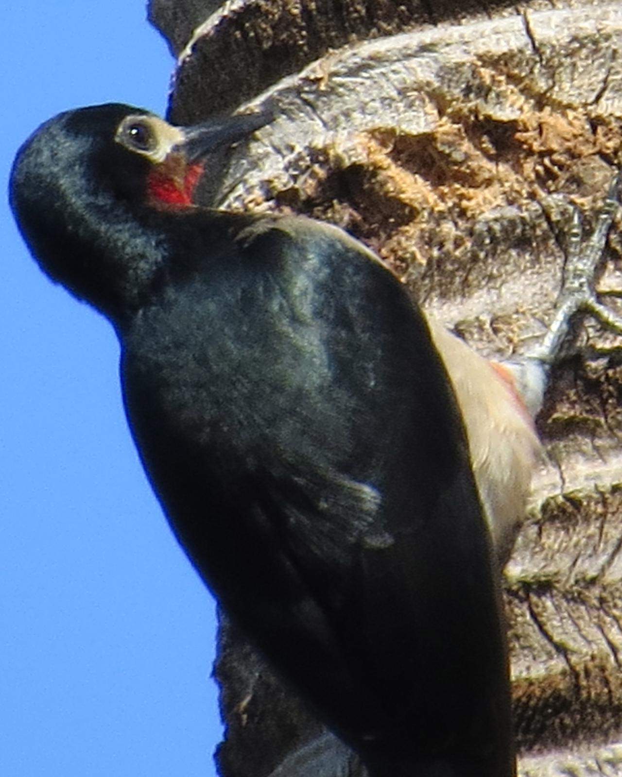 Puerto Rican Woodpecker Photo by Ken Pinnow