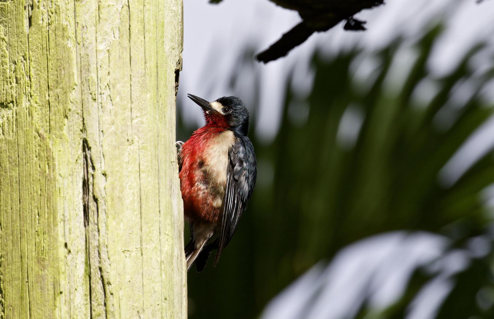 Puerto Rican Woodpecker Photo by  