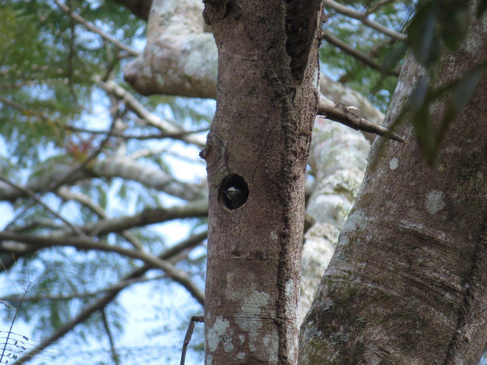 Puerto Rican Woodpecker Photo by Bonnie Clarfield-Bylin