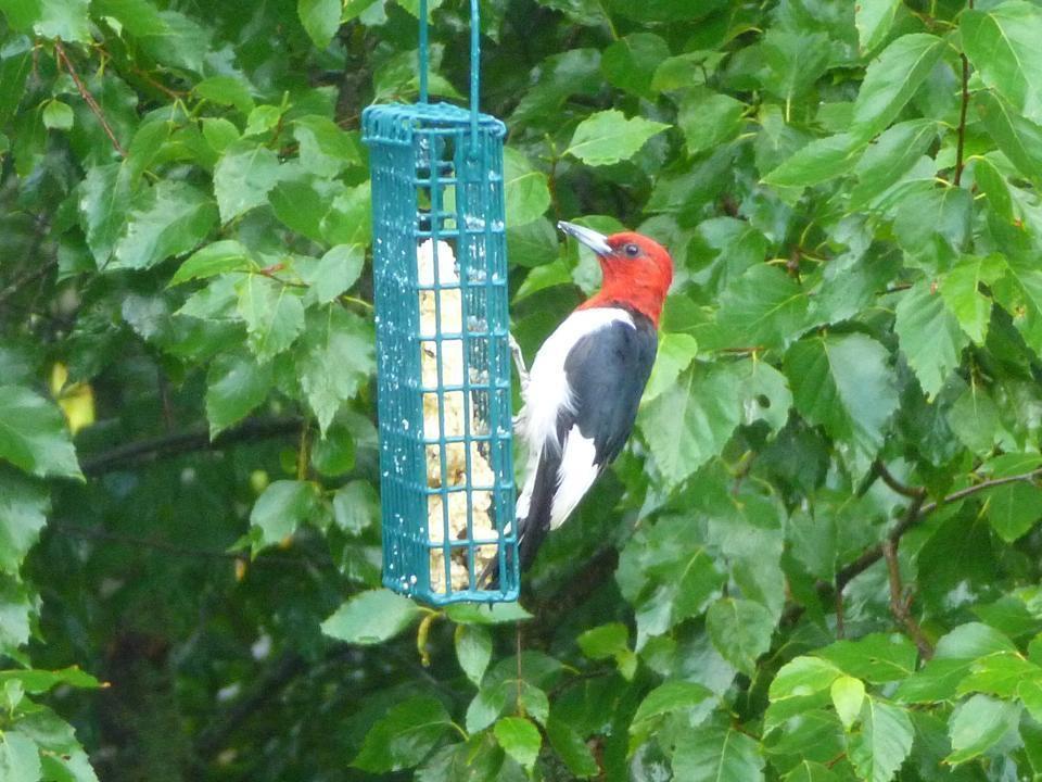 Red-headed Woodpecker Photo by Ryan Chrouser