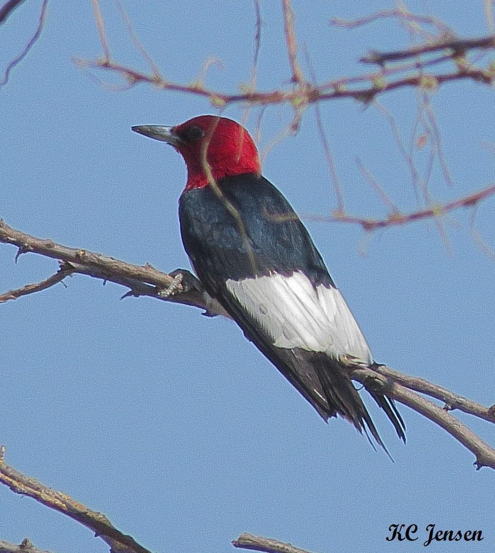Red-headed Woodpecker Photo by Kent Jensen