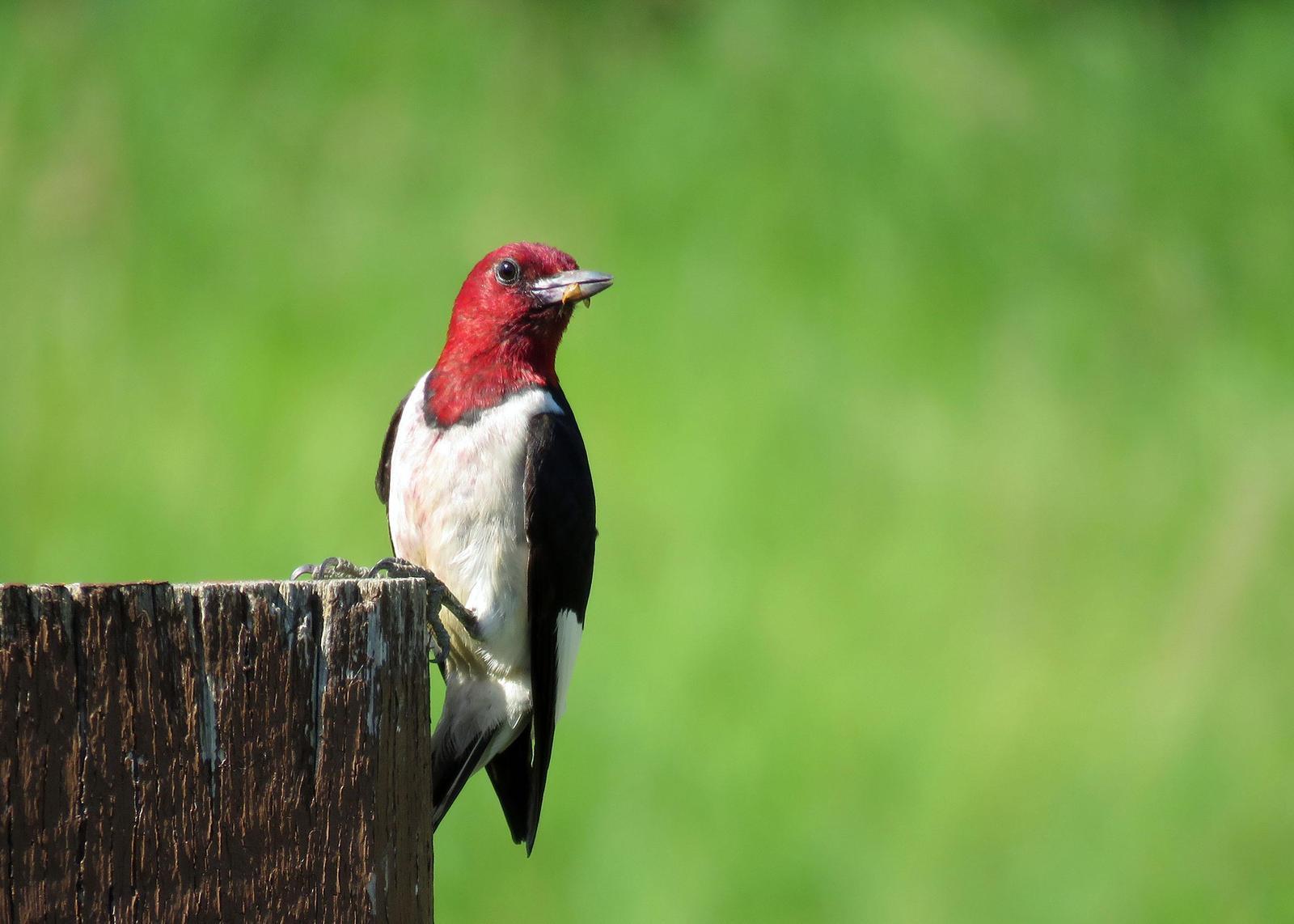Red-headed Woodpecker Photo by Kelly Preheim