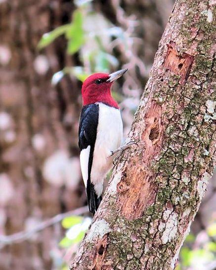 Red-headed Woodpecker Photo by Kevin Brabble