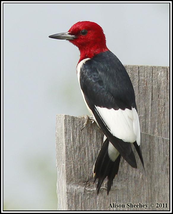 Red-headed Woodpecker Photo by Alison Sheehey