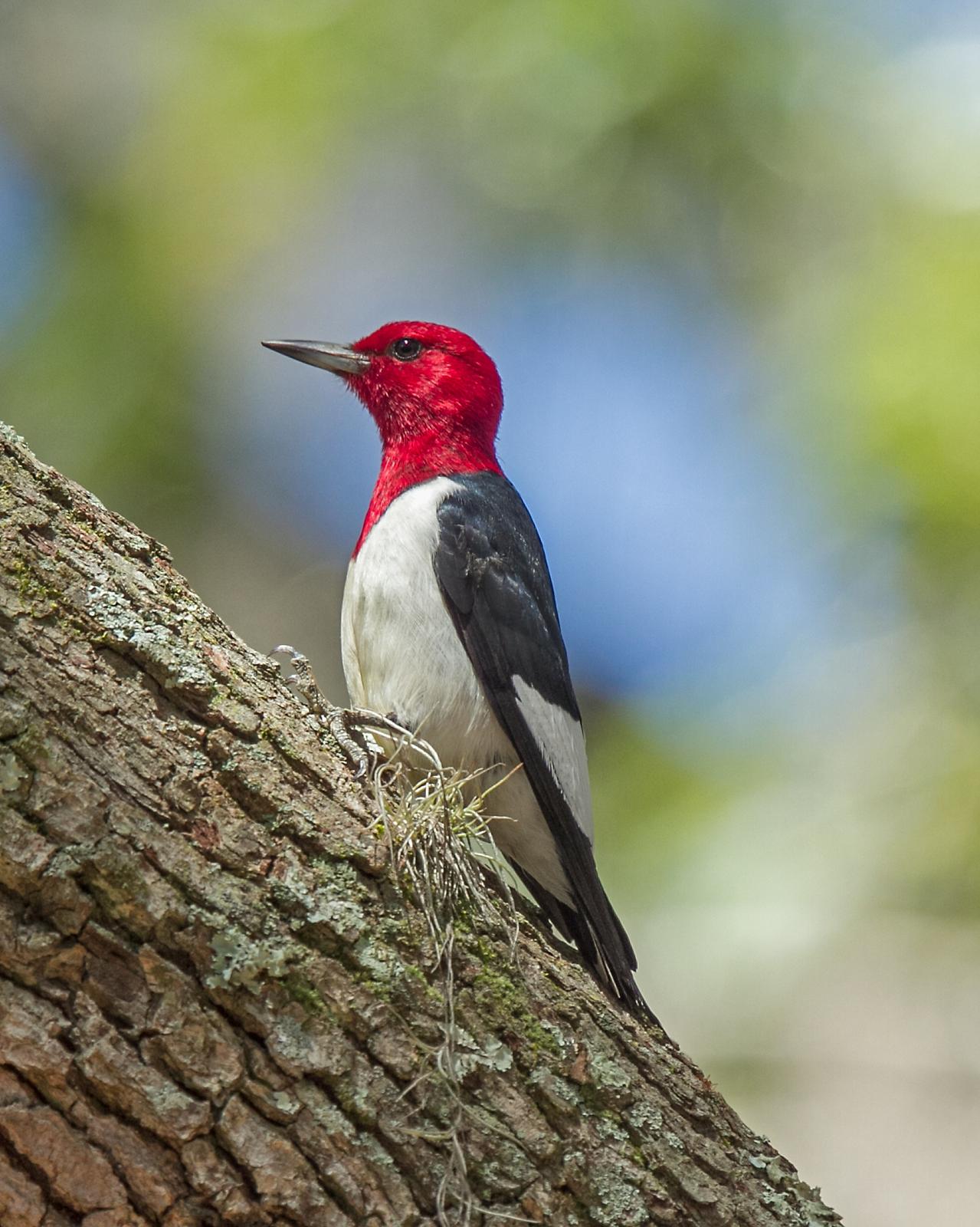Red-headed Woodpecker Photo by JC Knoll