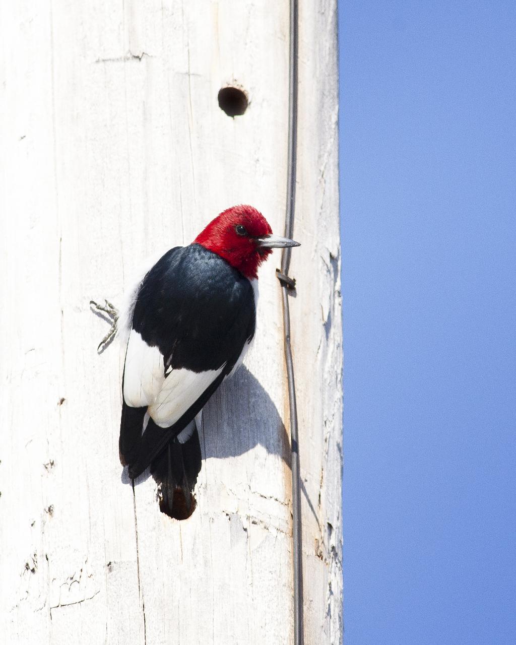 Red-headed Woodpecker Photo by Christopher Collins
