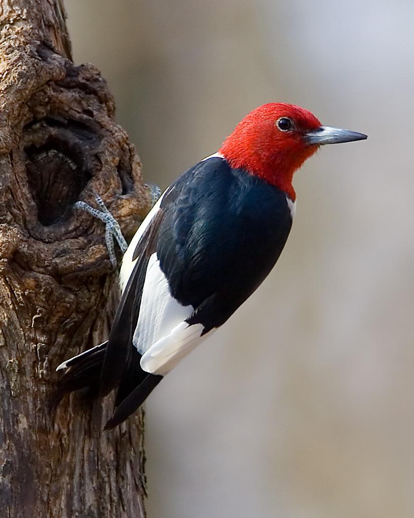 Red-headed Woodpecker Photo by Josh Haas