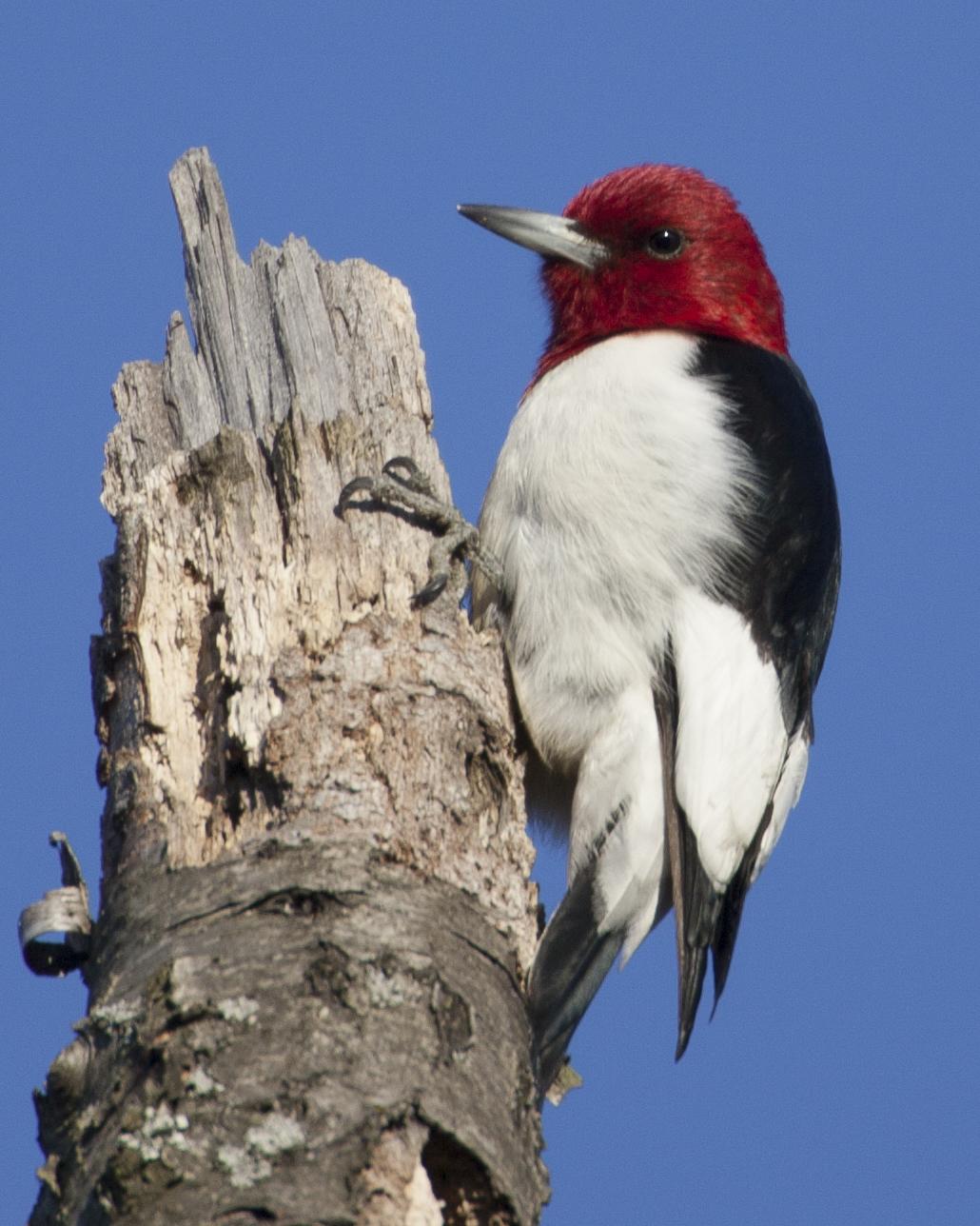 Red-headed Woodpecker Photo by Jeff Moore