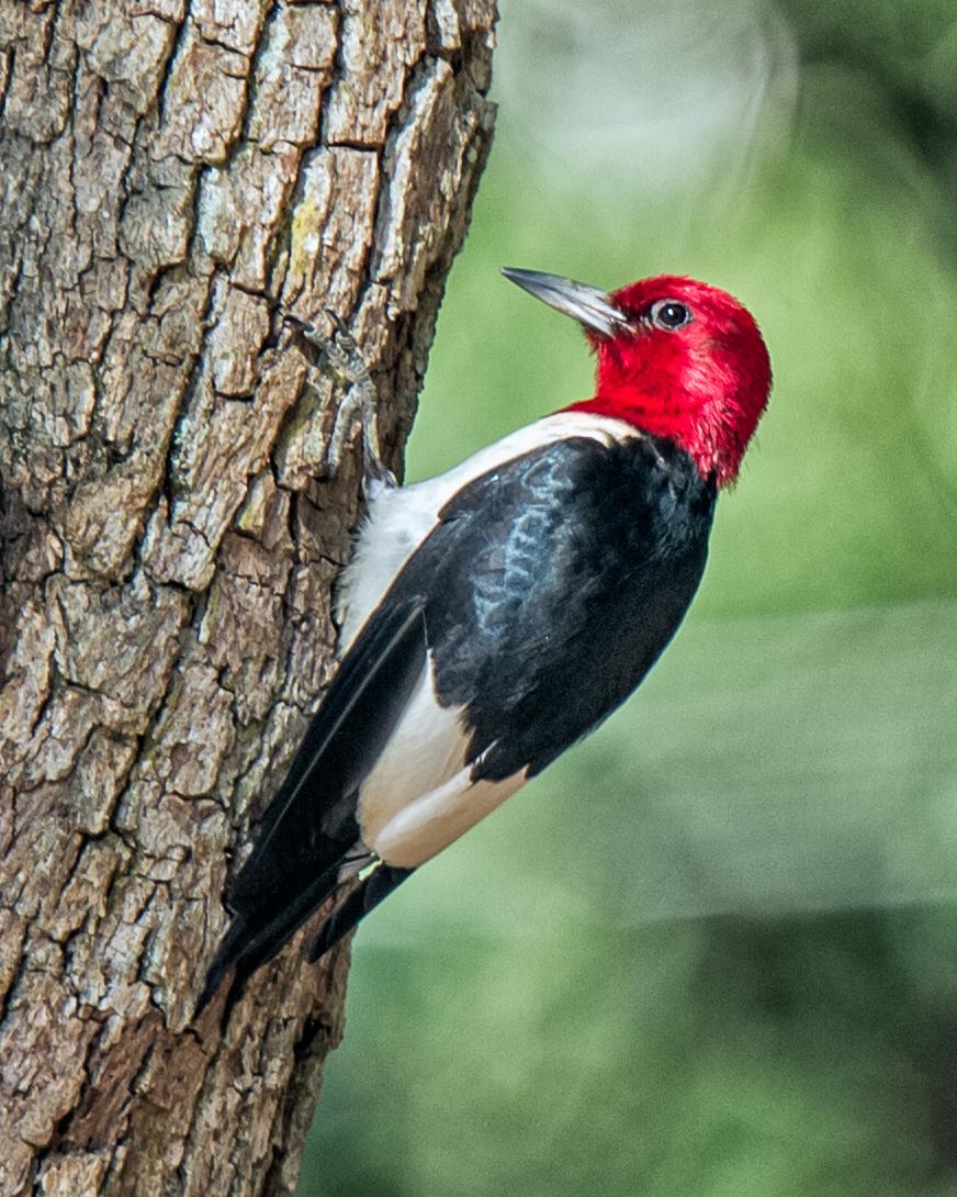Red-headed Woodpecker Photo by JC Knoll