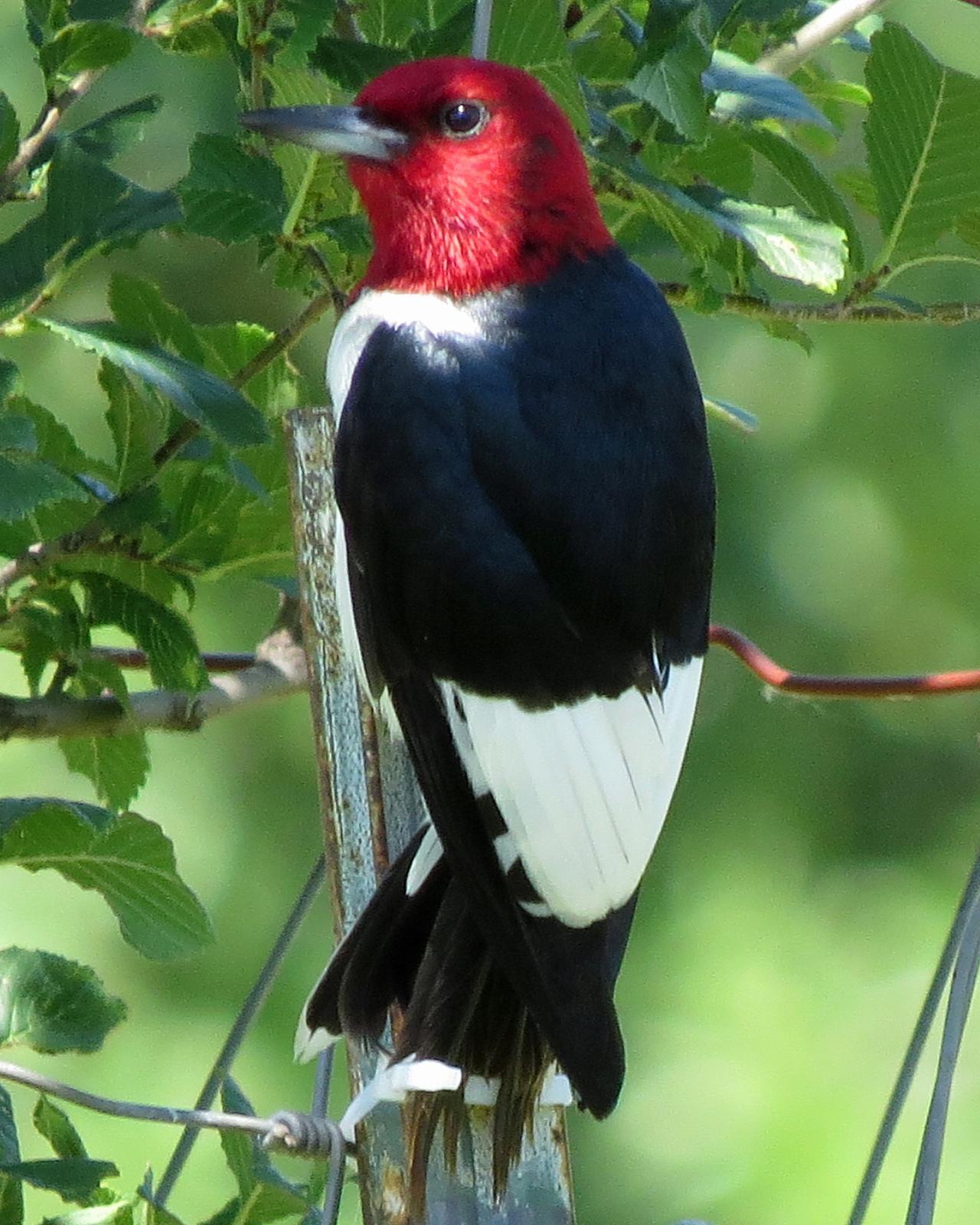 Red-headed Woodpecker Photo by Kelly Preheim