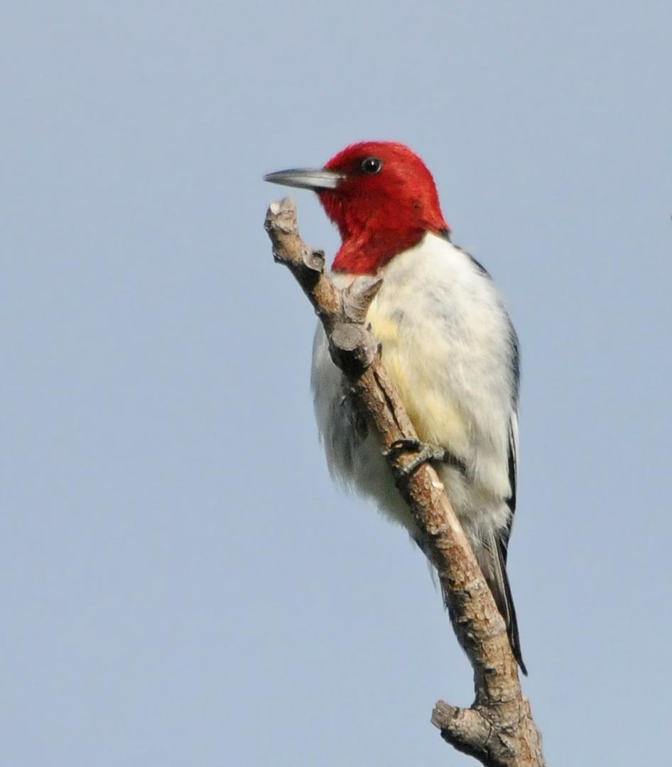 Red-headed Woodpecker Photo by Steven Mlodinow