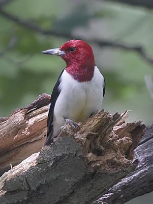Red-headed Woodpecker Photo by Dan Tallman