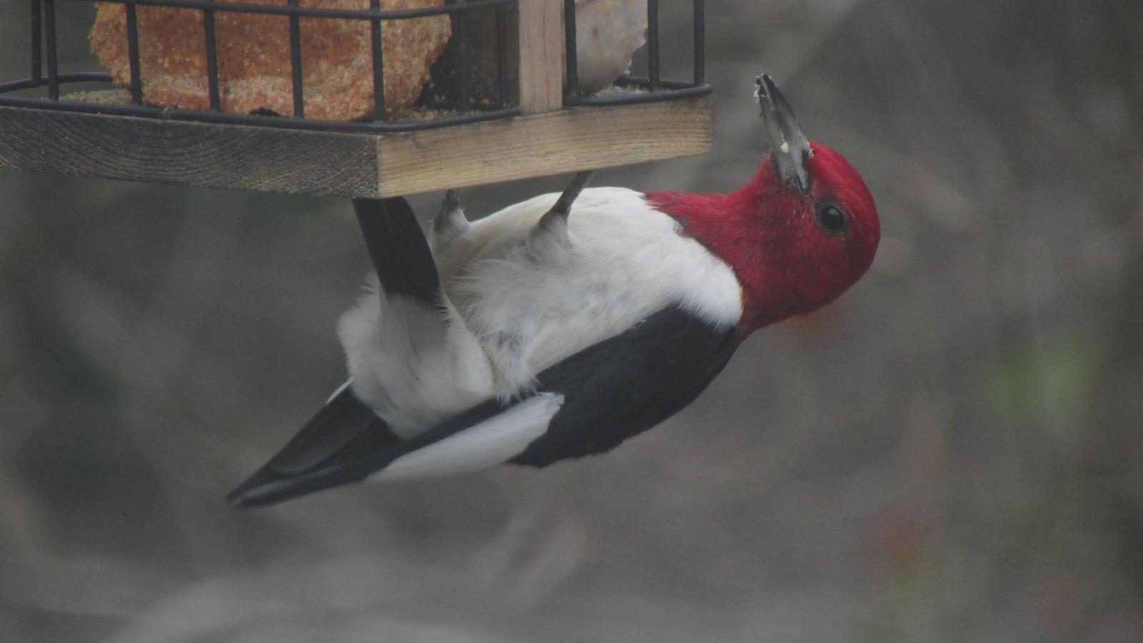 Red-headed Woodpecker Photo by Michelle Malaski