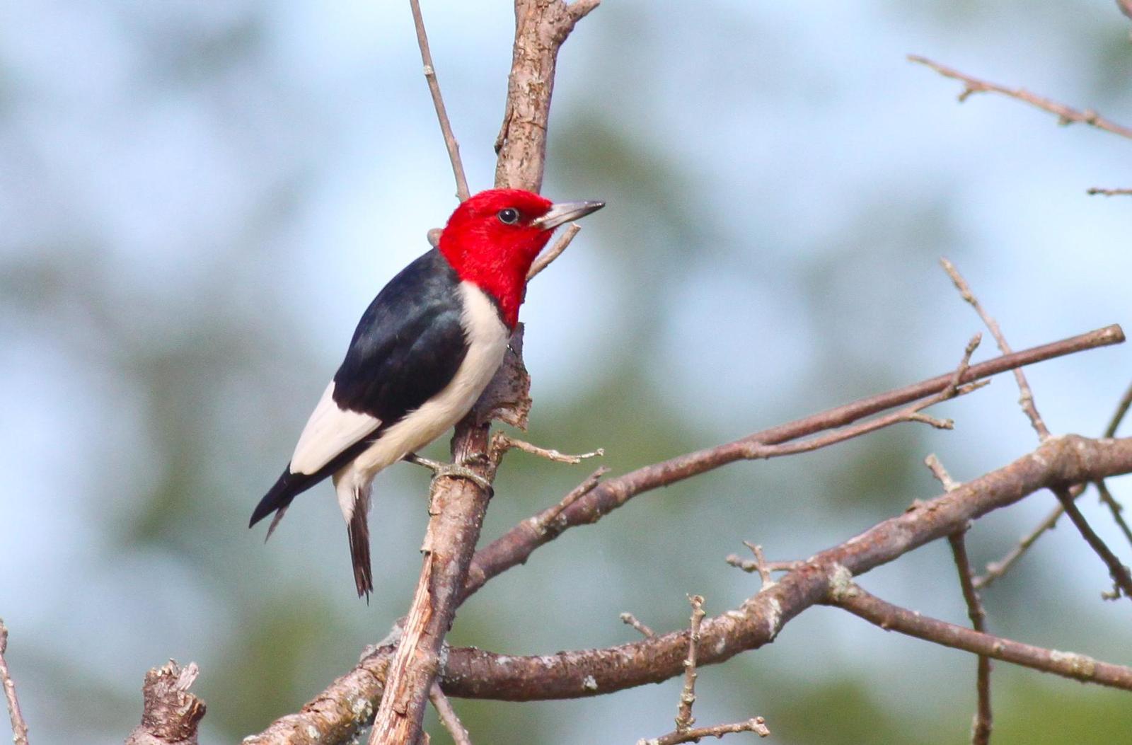 Red-headed Woodpecker Photo by Tom Ford-Hutchinson