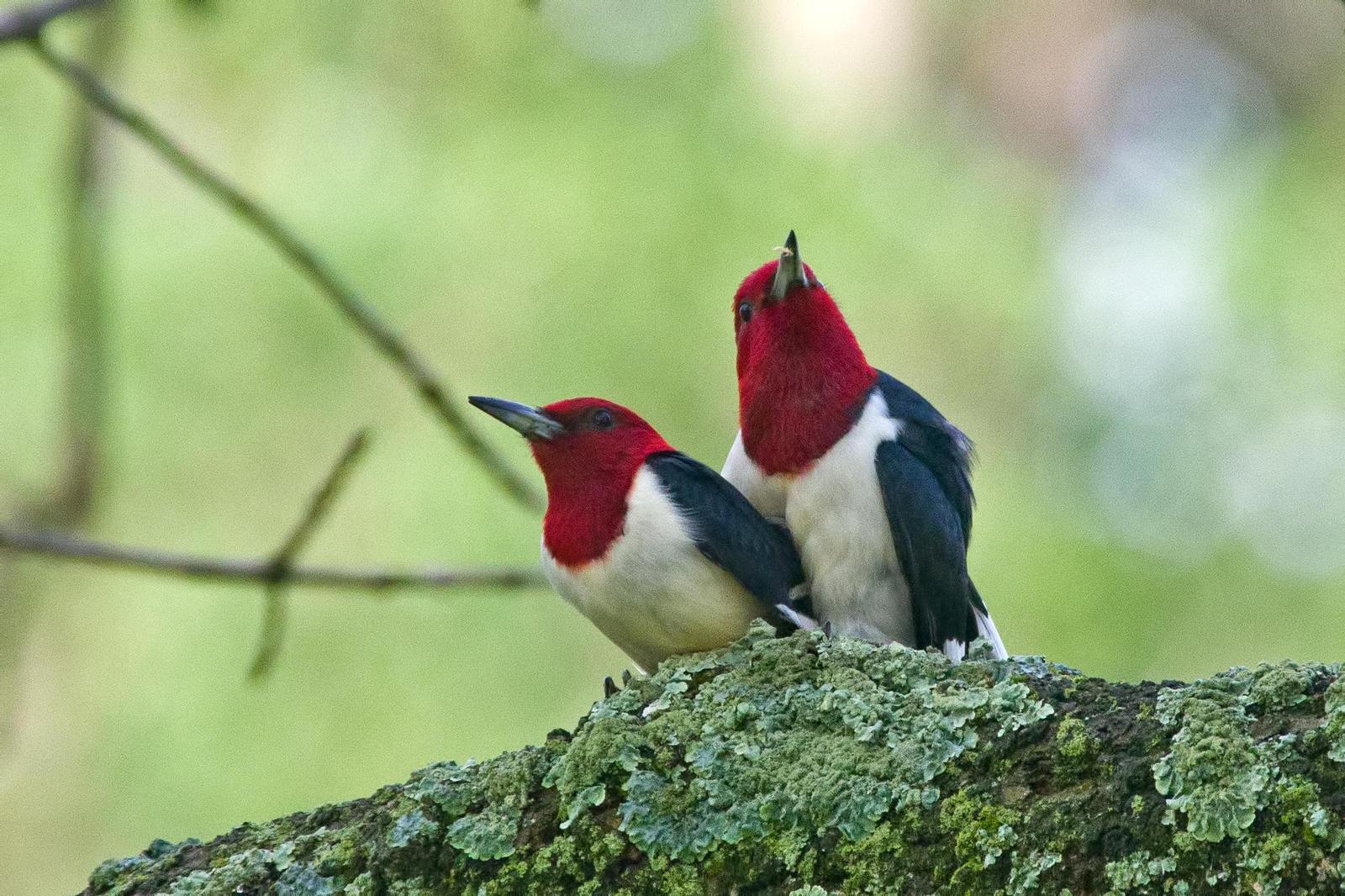 Red-headed Woodpecker Photo by Rob Dickerson