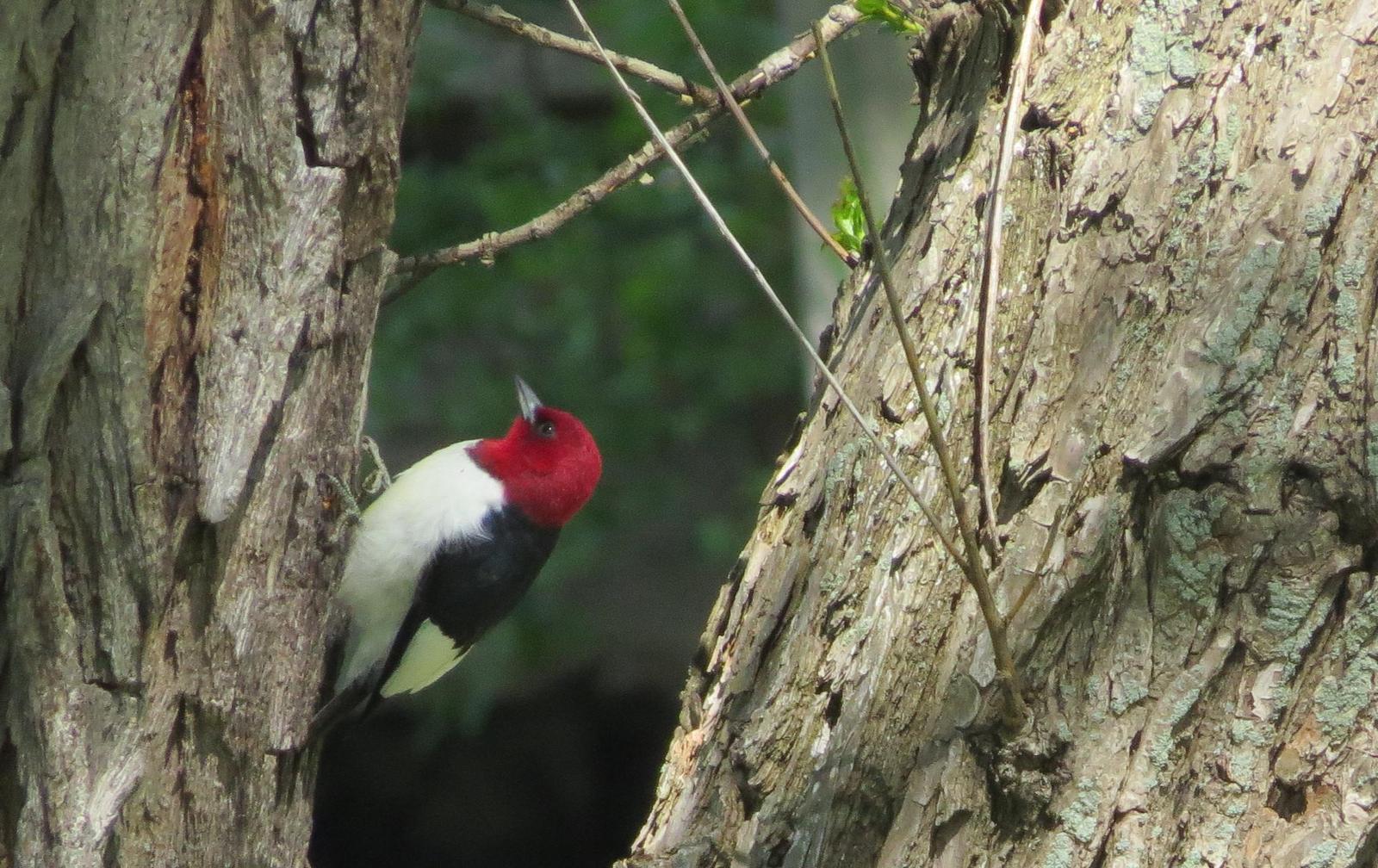 Red-headed Woodpecker Photo by Peter Ewing