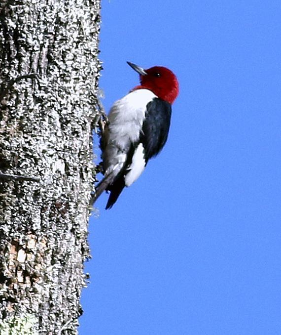 Red-headed Woodpecker Photo by Terry Campbell