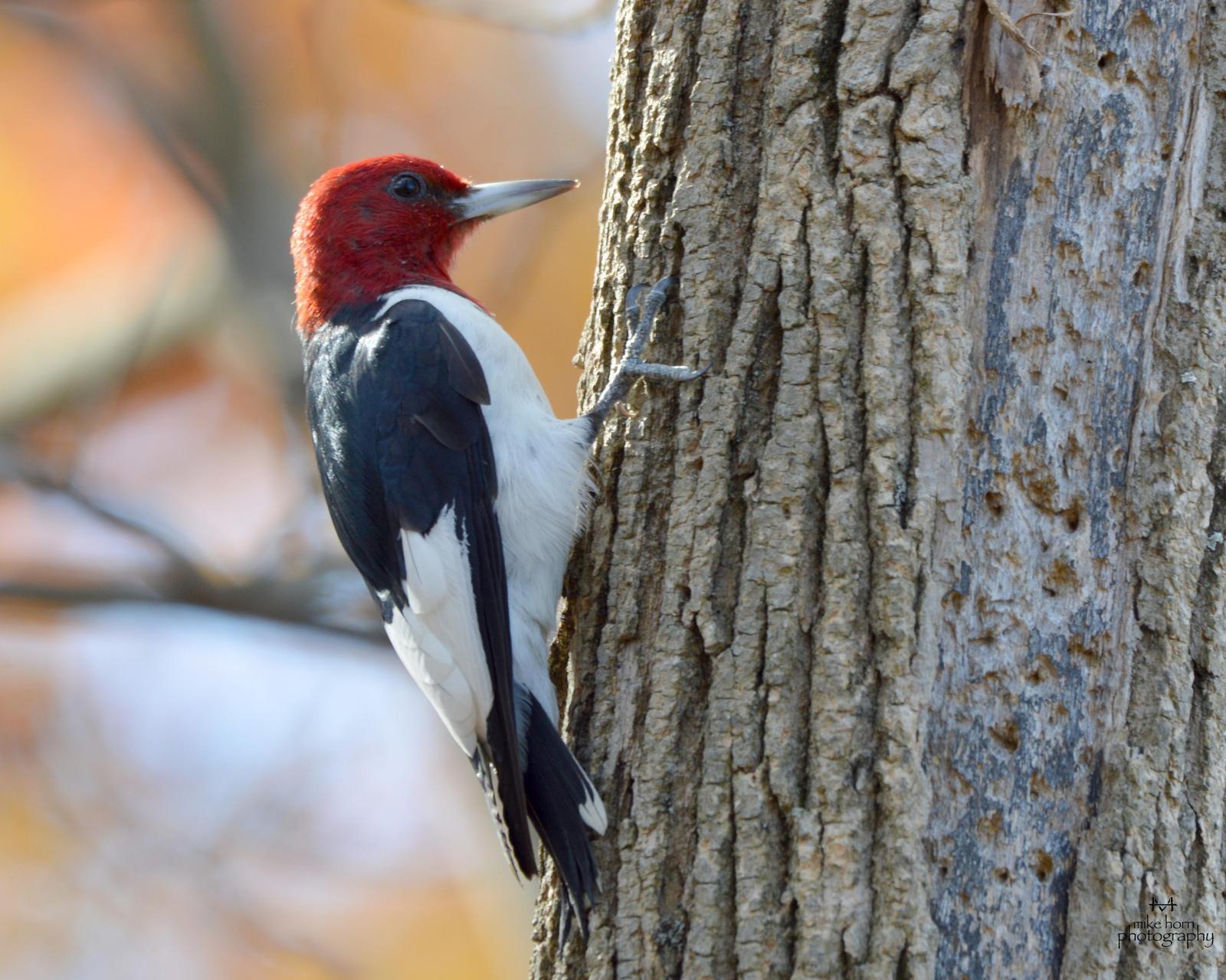Red-headed Woodpecker Photo by Michael Horn