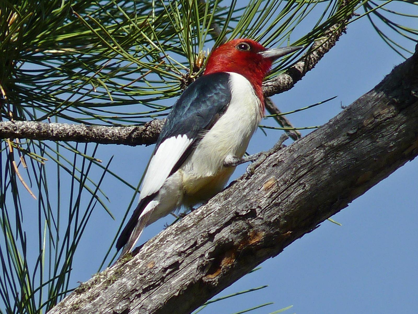 Red-headed Woodpecker Photo by Bob Neugebauer