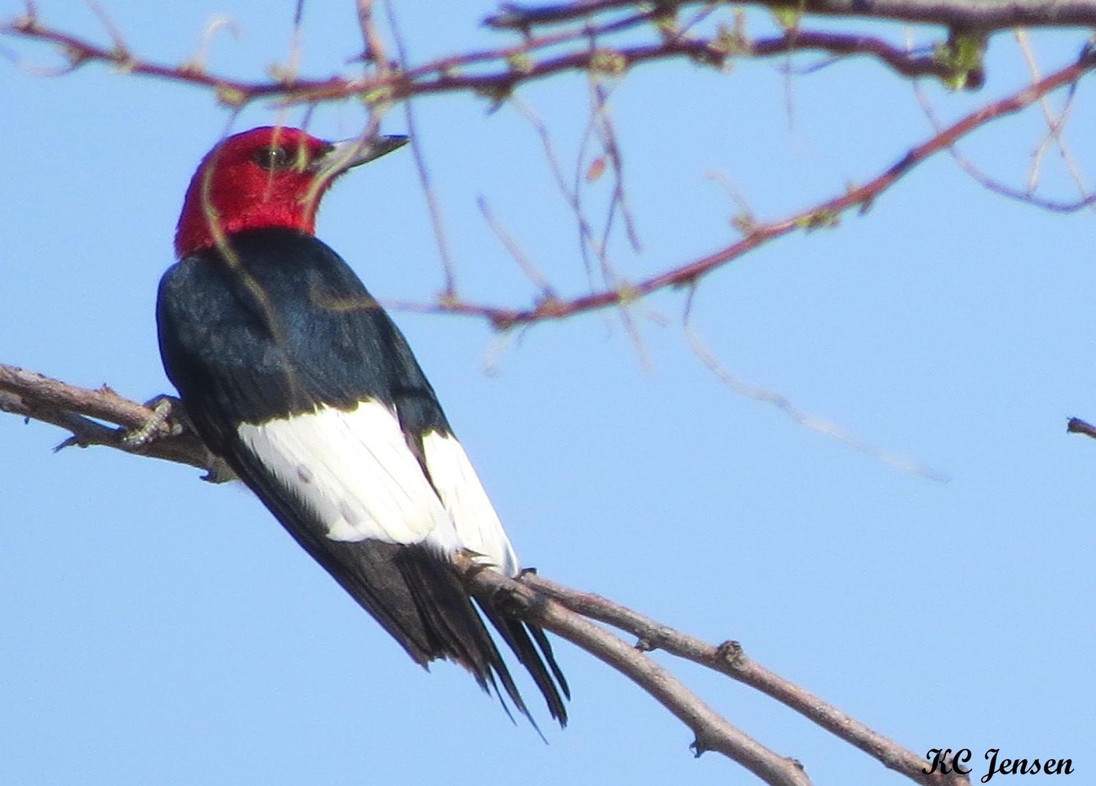 Red-headed Woodpecker Photo by Kent Jensen