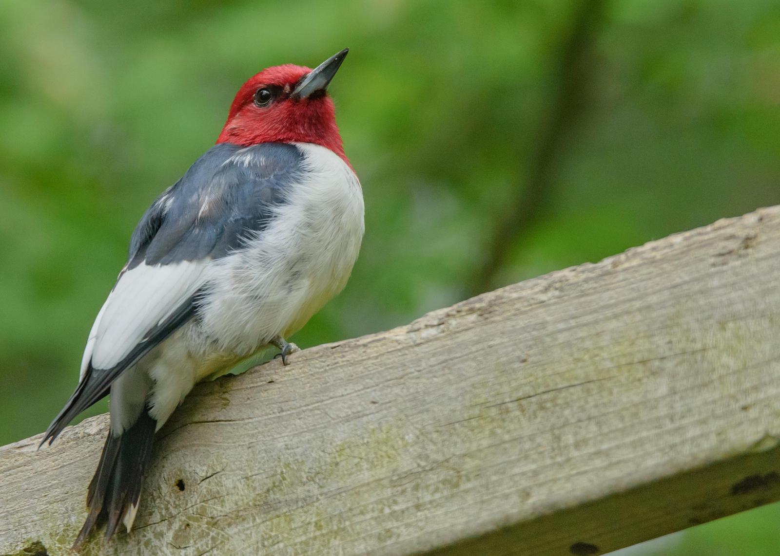 Red-headed Woodpecker Photo by Keshava Mysore