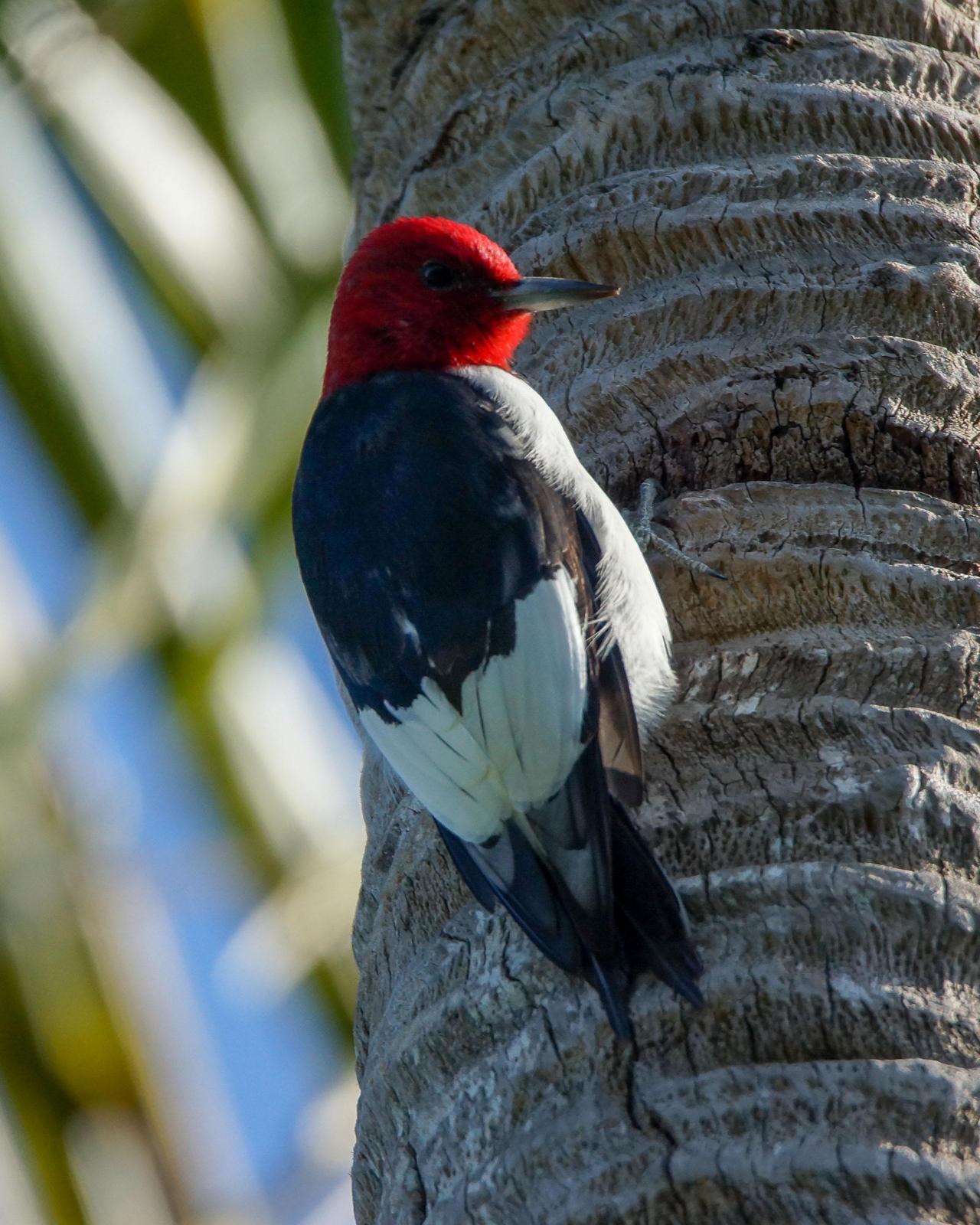 Red-headed Woodpecker Photo by Steve Percival