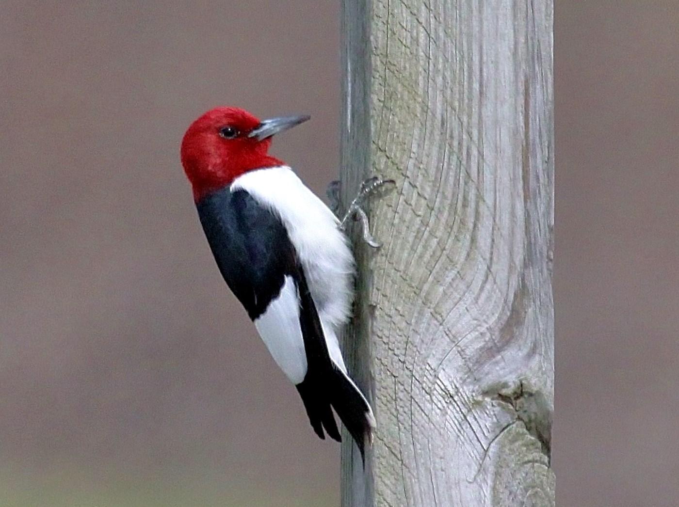 Red-headed Woodpecker Photo by Matthew McCluskey