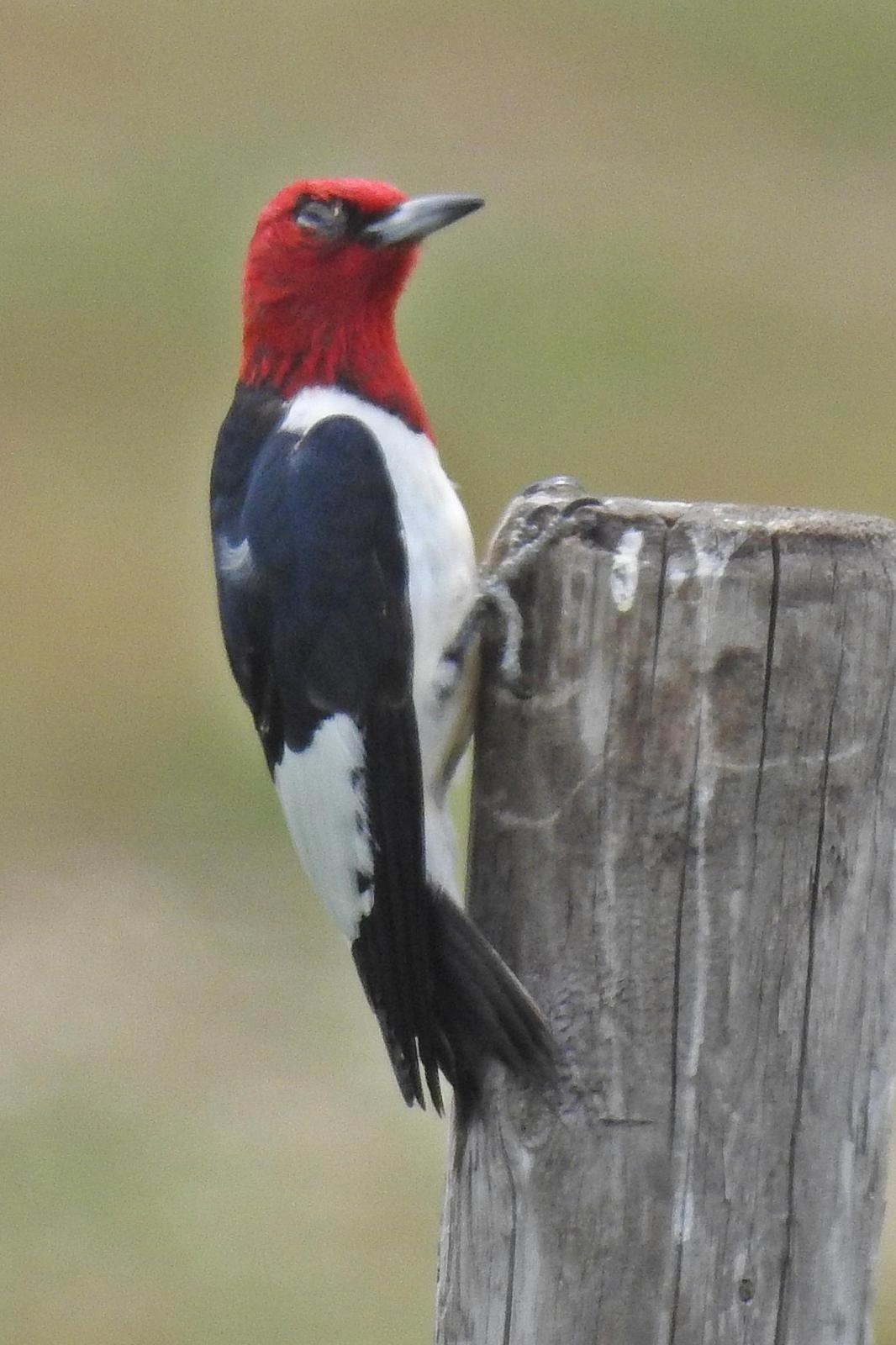 Red-headed Woodpecker Photo by Enid Bachman