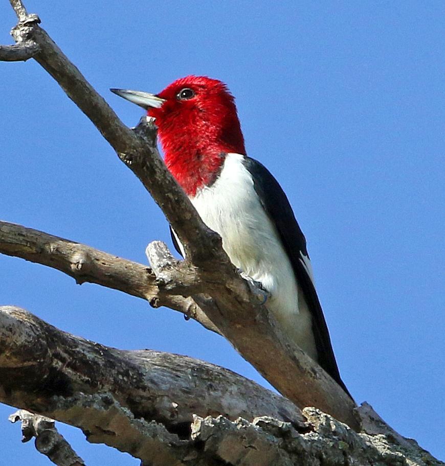 Red-headed Woodpecker Photo by Tom Gannon