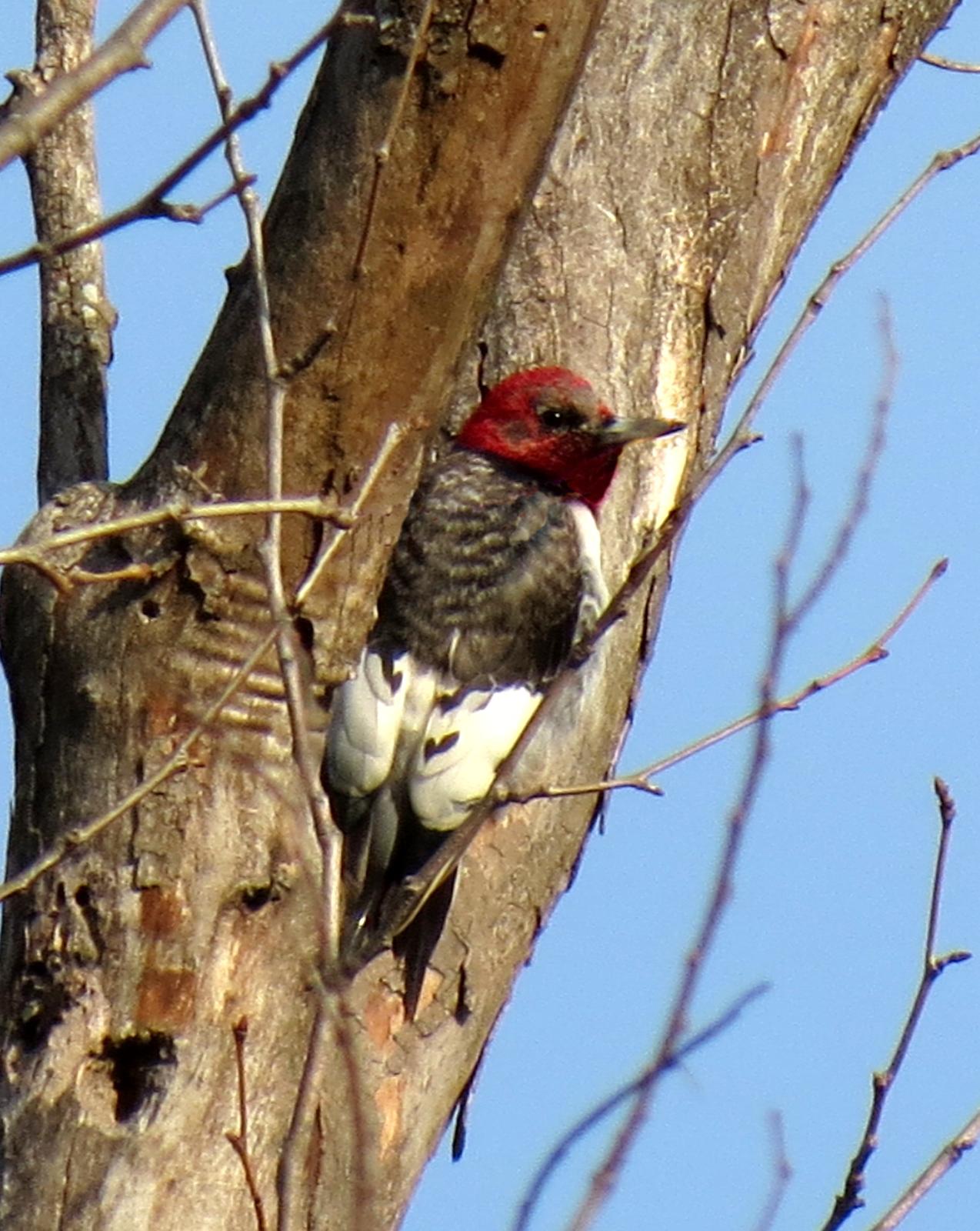 Red-headed Woodpecker Photo by Andrew T. Kinslow