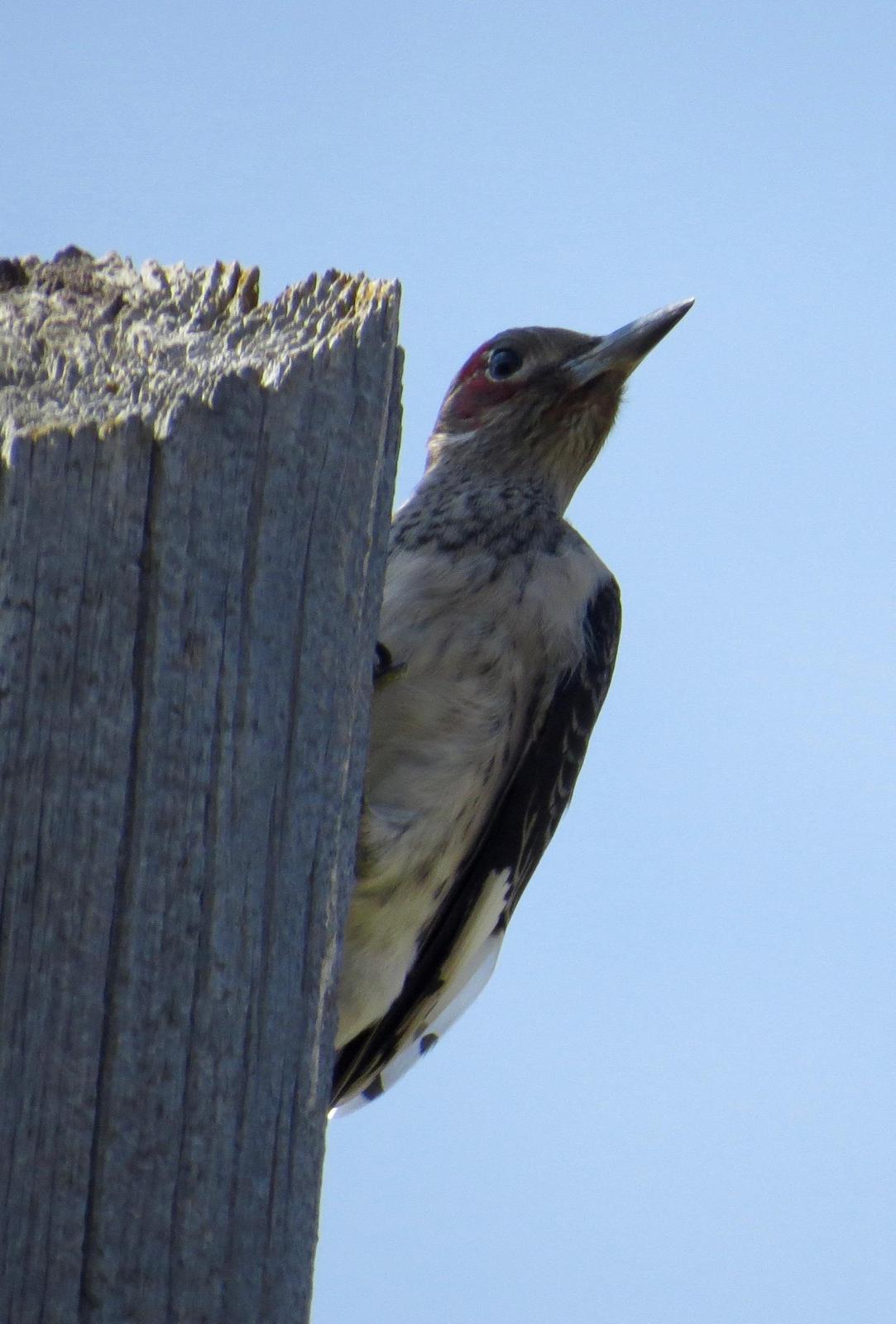 Red-headed Woodpecker Photo by Don Glasco