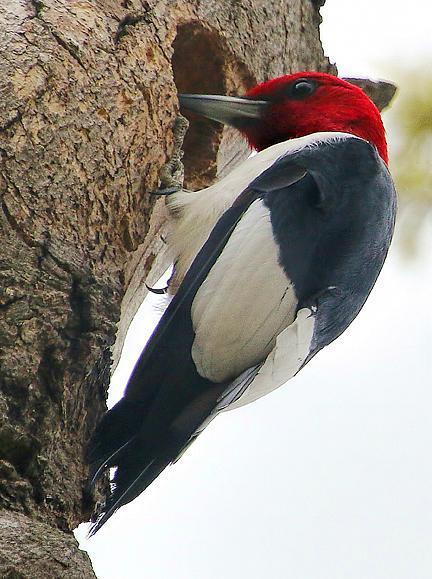 Red-headed Woodpecker Photo by Dan Tallman