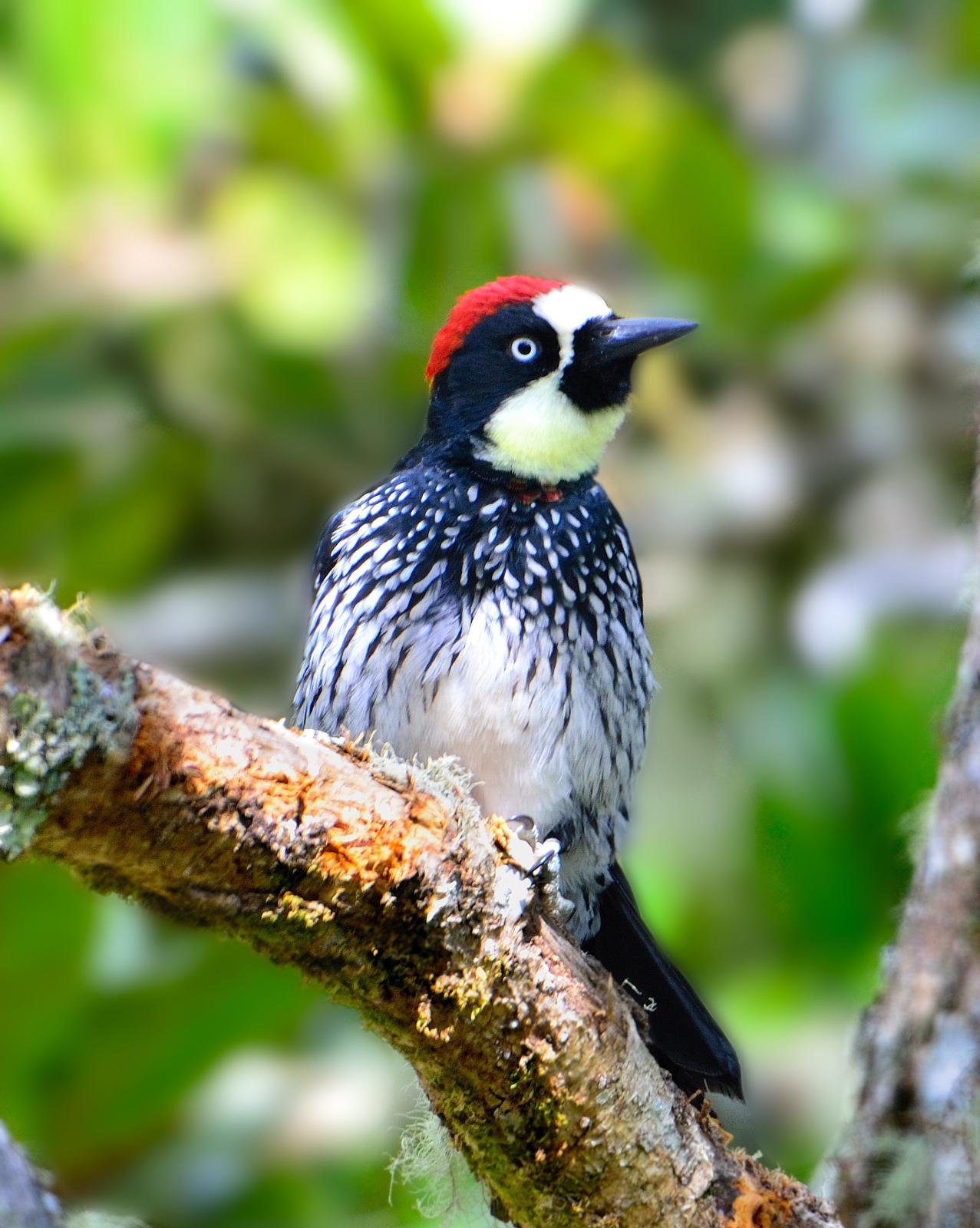 Acorn Woodpecker Photo by Laurence Pellegrini