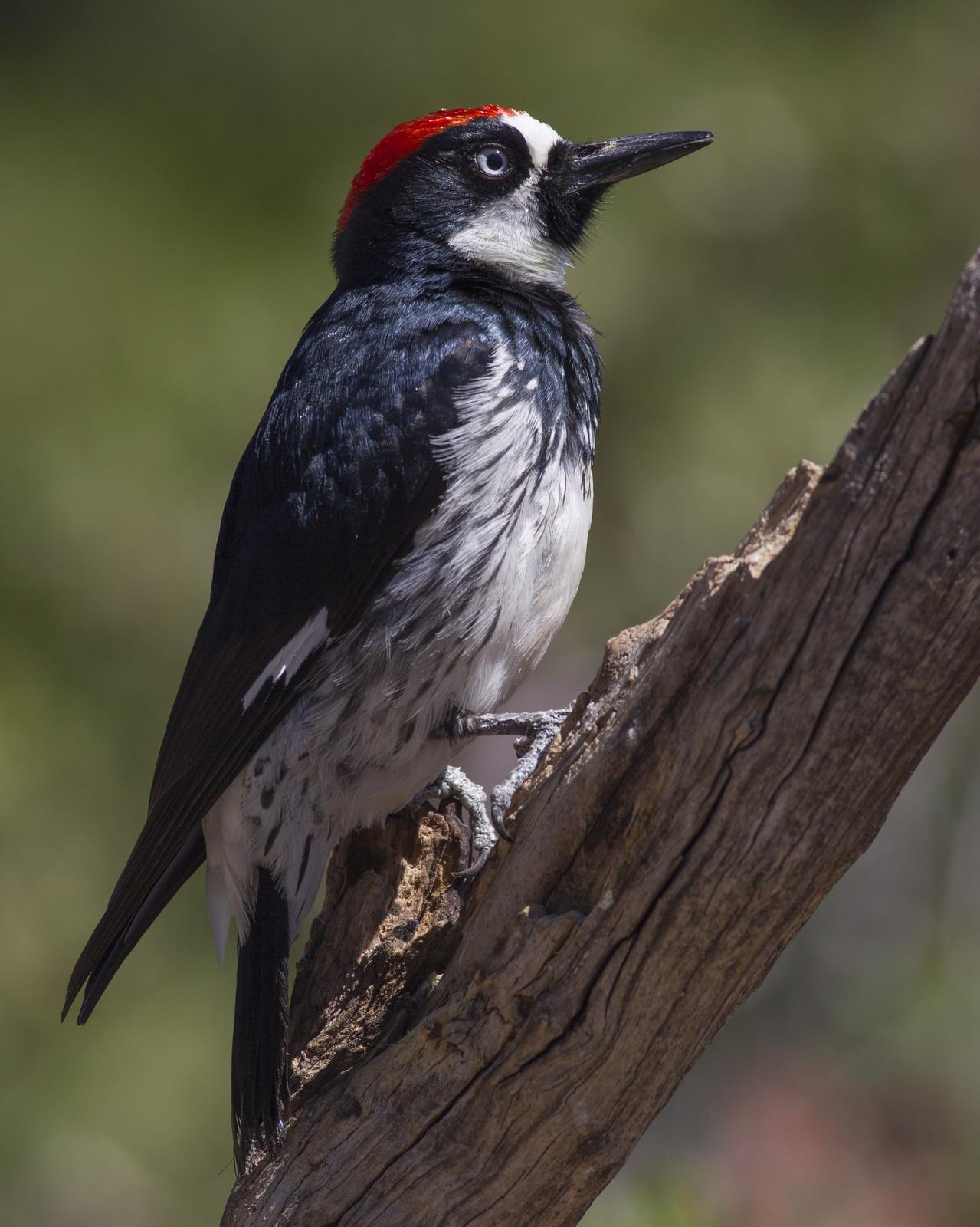Acorn Woodpecker Photo by Jeff Moore