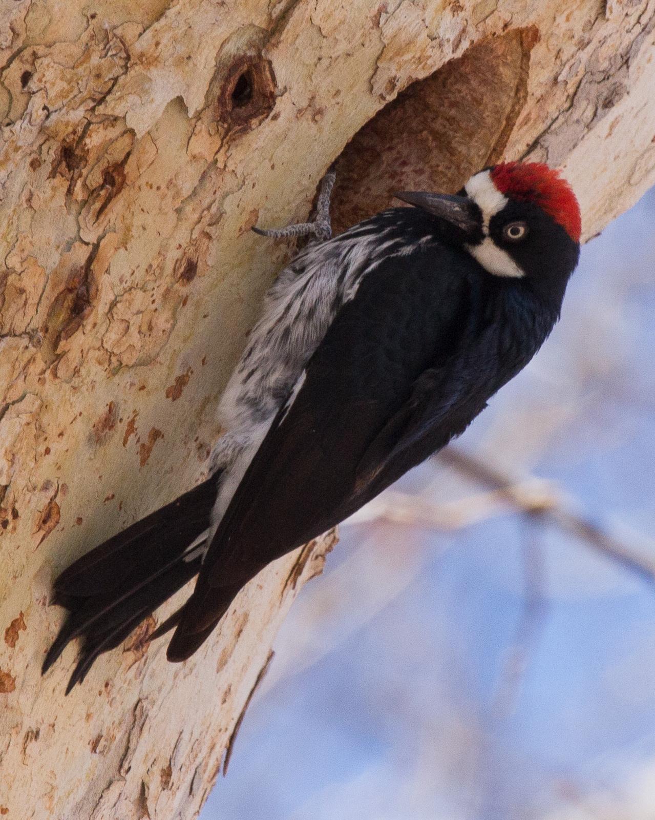 Acorn Woodpecker Photo by Anita Strawn de Ojeda