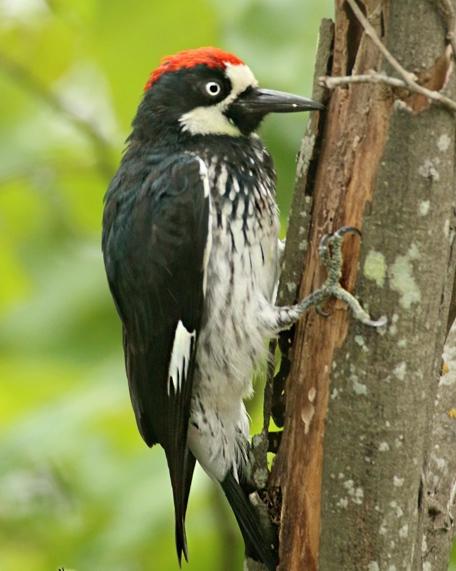 Acorn Woodpecker Photo by Rene Valdes