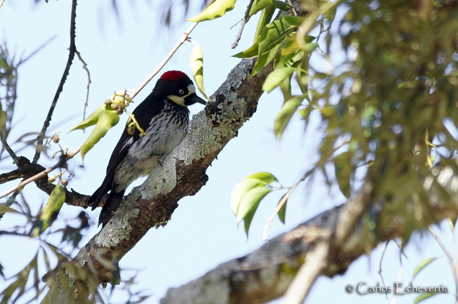 Acorn Woodpecker Photo by Carlos Echeverría