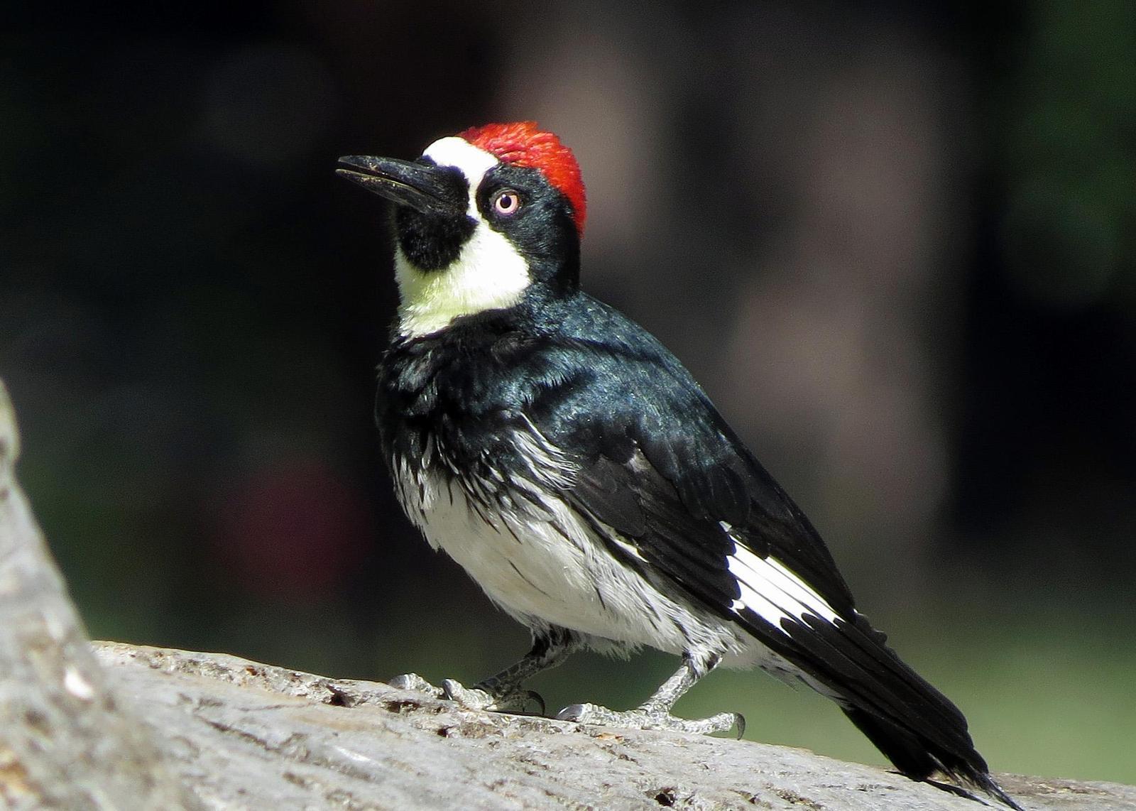 Acorn Woodpecker Photo by Kelly Preheim